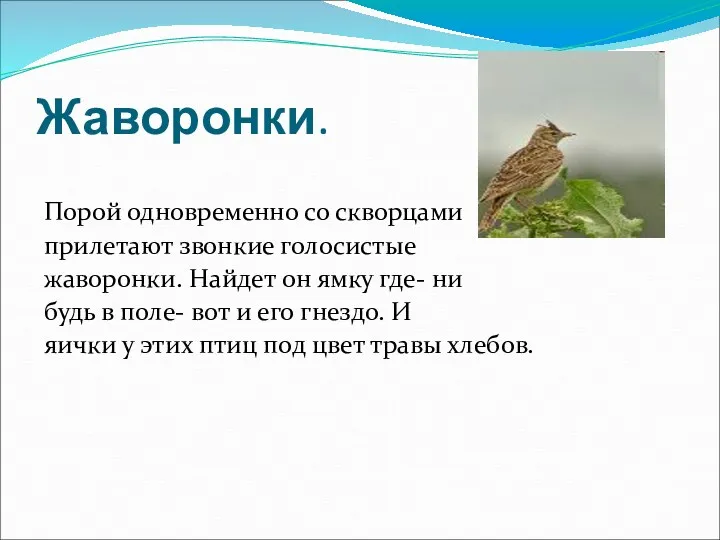 Жаворонки. Порой одновременно со скворцами прилетают звонкие голосистые жаворонки. Найдет он ямку где-