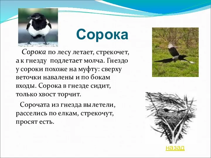 Сорока Сорока по лесу летает, стрекочет, а к гнезду подлетает молча. Гнездо у