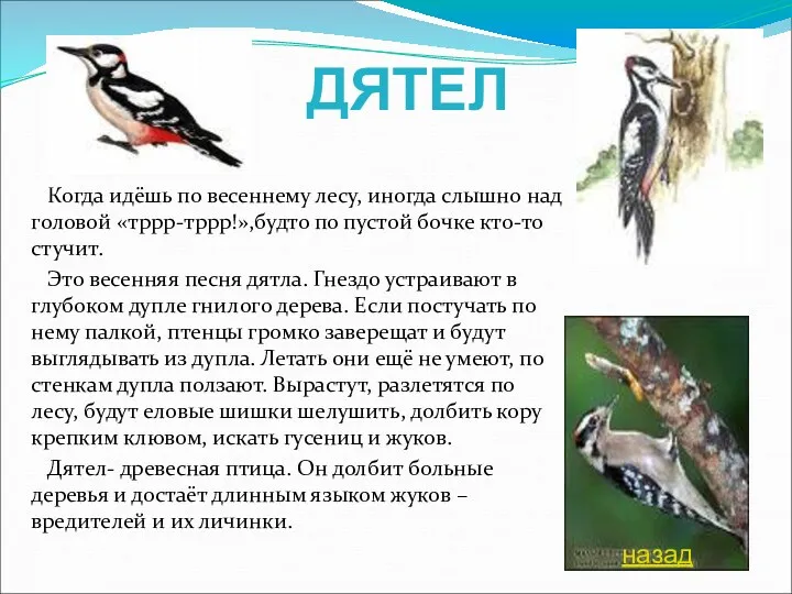 Когда идёшь по весеннему лесу, иногда слышно над головой «тррр-тррр!»,будто по пустой бочке