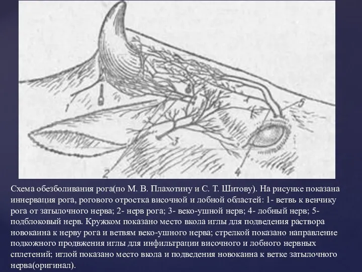 Схема обезболивания рога(по М. В. Плахотину и С. Т. Шитову). На рисунке показана