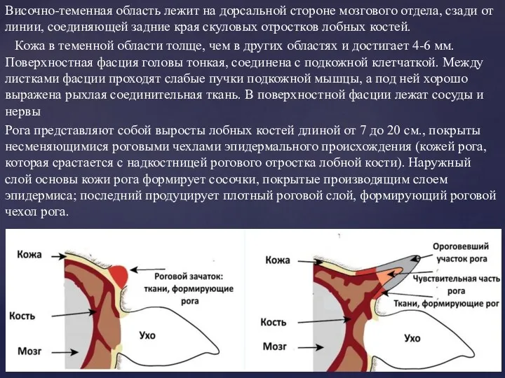 Височно-теменная область лежит на дорсальной стороне мозгового отдела, сзади от