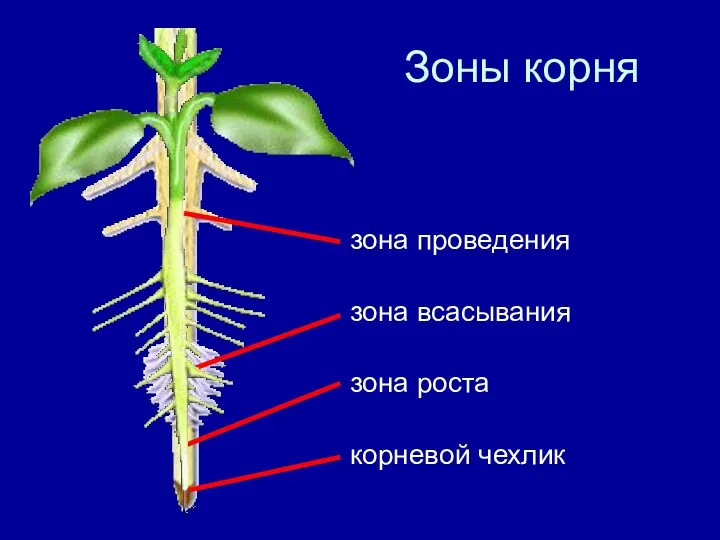 Зоны корня