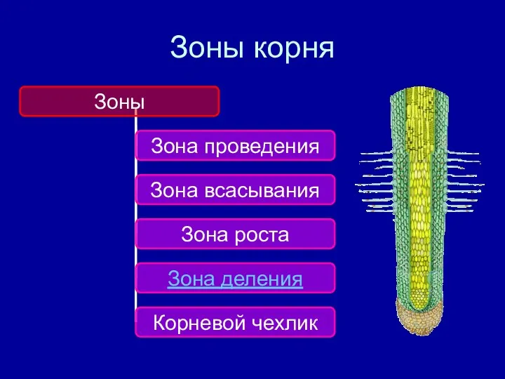 Зоны корня