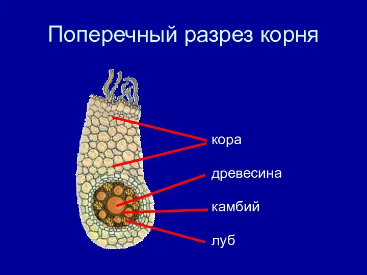 Поперечный разрез корня