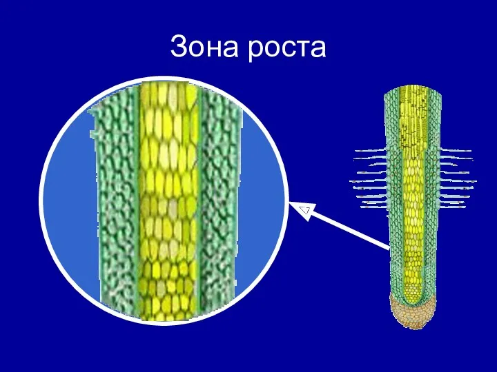 Зона роста