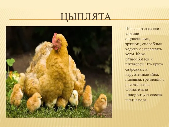 цыплята Появляются на свет хорошо опушенными, зрячими, способные ходить и склевывать корм. Корм