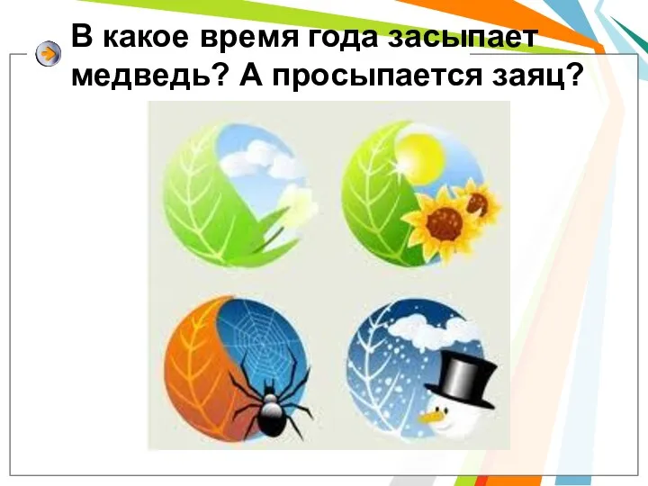 В какое время года засыпает медведь? А просыпается заяц?