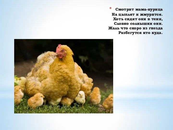 Смотрит мама-курица На цыплят и жмурится. Хоть сидят они в
