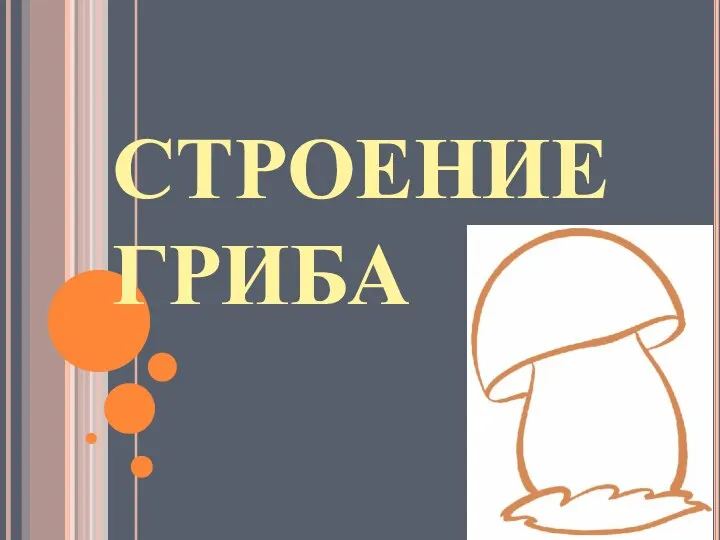 СТРОЕНИЕ ГРИБА