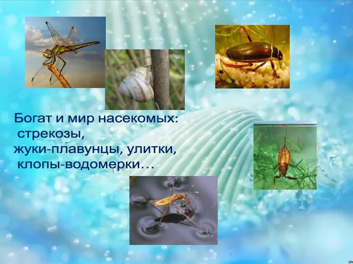 Богат и мир насекомых: стрекозы, жуки-плавунцы, улитки, клопы-водомерки…