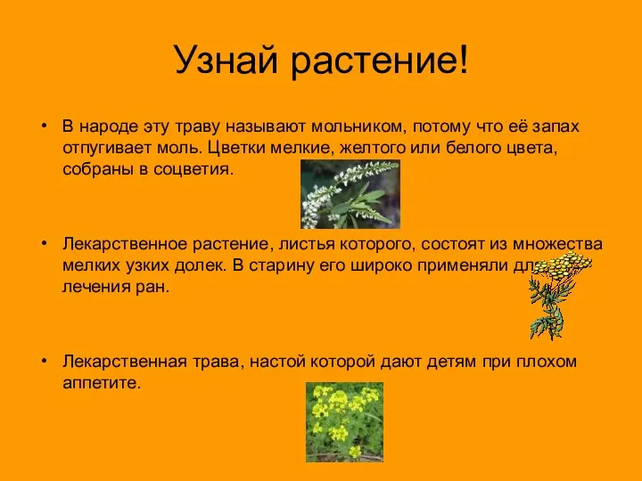 Узнай растение! В народе эту траву называют мольником, потому что