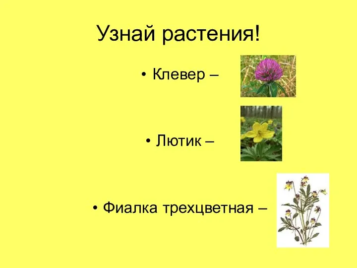 Узнай растения! Клевер – Лютик – Фиалка трехцветная –