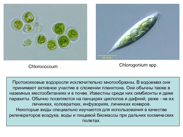 Chlorococcum Chlorogonium spp. Протококковые водоросли исключительно многообразны. В водоемах они принимают активное участие