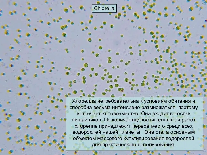 Chlorella Хлорелла нетребовательна к условиям обитания и способна весьма интенсивно размножаться, поэтому встречается