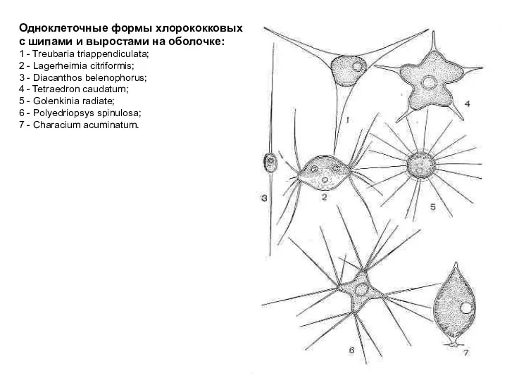 Одноклеточные формы хлорококковых с шипами и выростами на оболочке: 1 - Treubaria triappendiculata;