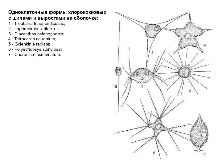 Одноклеточные формы хлорококковых с шипами и выростами на оболочке: 1