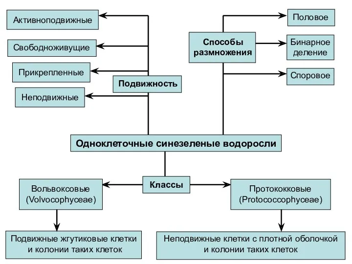 Одноклеточные синезеленые водоросли Вольвоксовые (Volvocophyceae) Протококковые (Protococcophyceae) Подвижные жгутиковые клетки и колонии таких