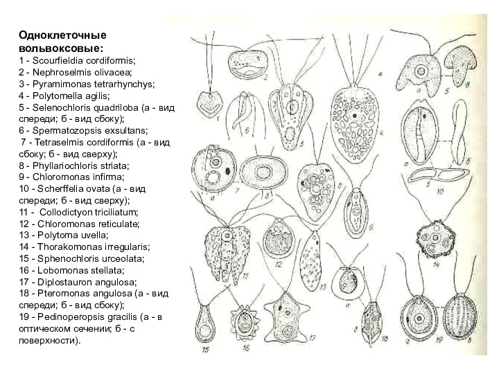 Одноклеточные вольвоксовые: 1 - Scourfieldia cordiformis; 2 - Nephroselmis olivacea; 3 - Pyramimonas