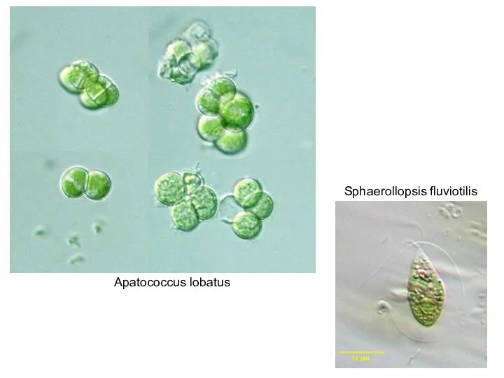 Sphaerollopsis fluviotilis Apatococcus lobatus