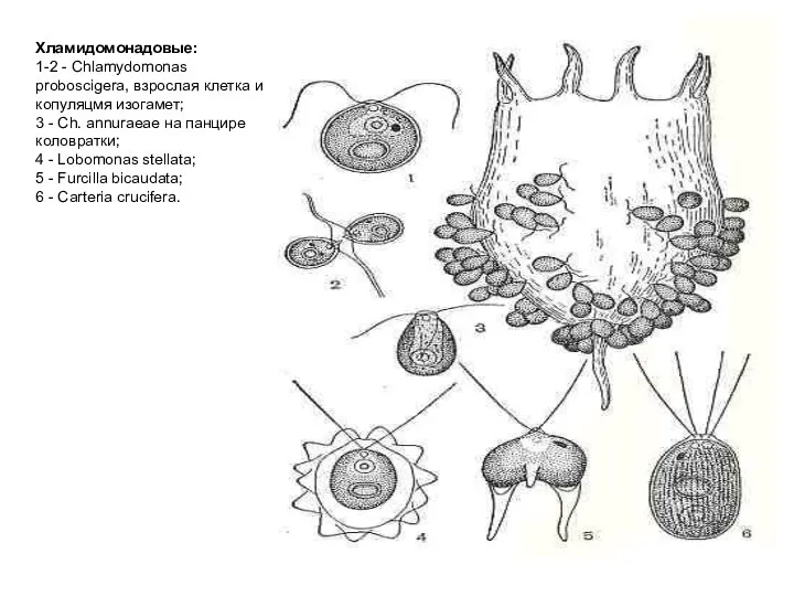 Хламидомонадовые: 1-2 - Chlamydomonas proboscigera, взрослая клетка и копуляцмя изогамет; 3 - Ch.