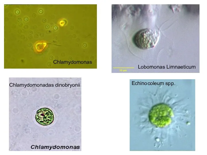 Chlamydomonas Lobomonas Limnaeticum Chlamydomonadas dinobryonii Echinocoleum spp.