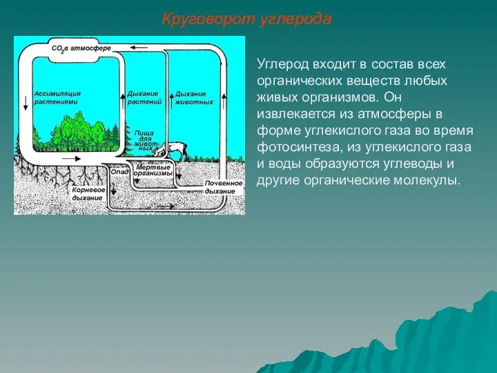 Углерод входит в состав всех органических веществ любых живых организмов.