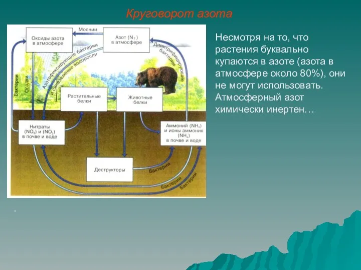 Несмотря на то, что растения буквально купаются в азоте (азота