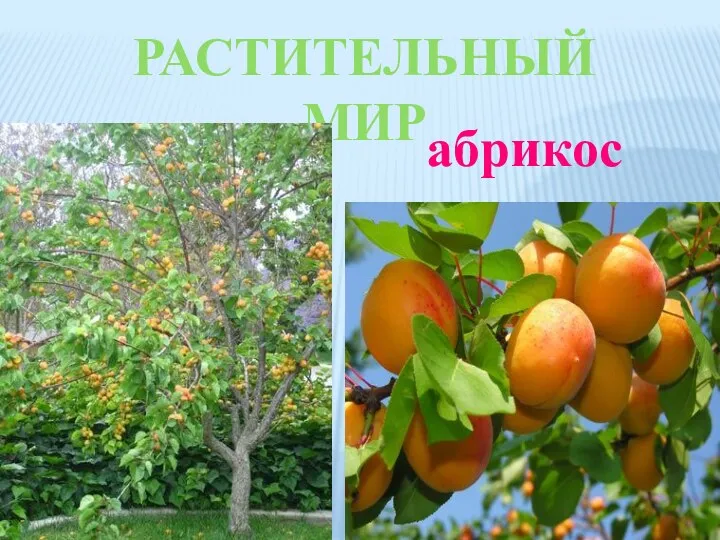 Растительный мир абрикос