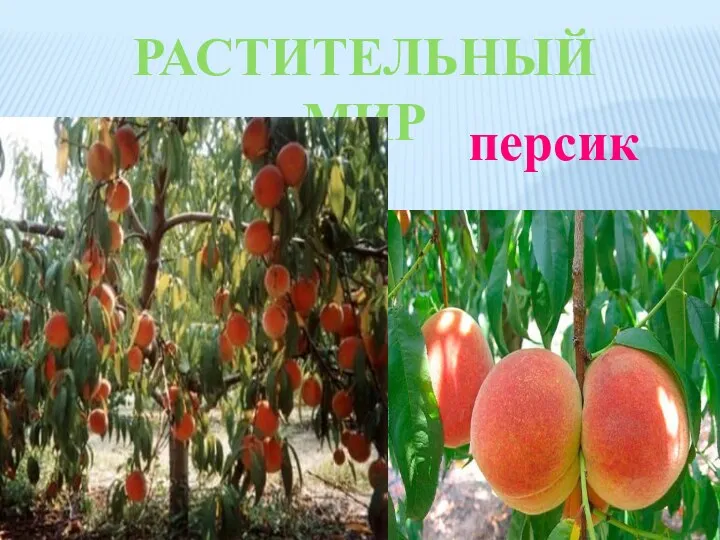 Растительный мир персик