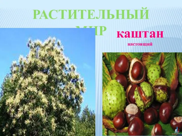 Растительный мир каштан настоящий