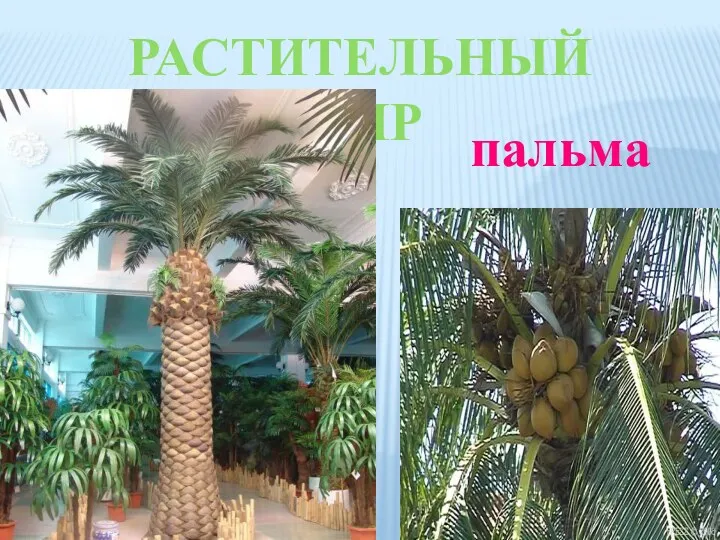 Растительный мир пальма