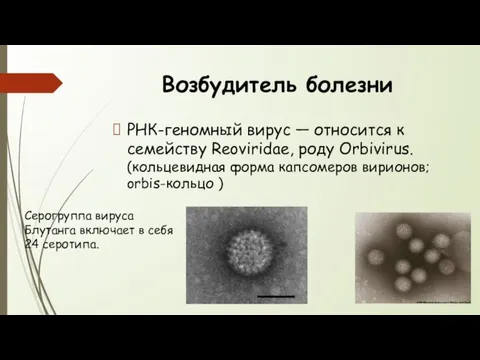 Возбудитель болезни РНК-геномный вирус — относится к семейству Reoviridae, роду Orbivirus. (кольцевидная форма