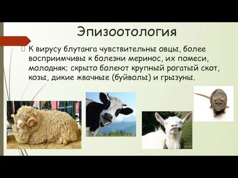 Эпизоотология К вирусу блутанга чувствительны овцы, более восприимчивы к болезни меринос, их помеси,