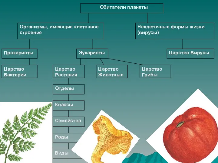 Неклеточные формы жизни (вирусы) Организмы, имеющие клеточное строение Обитатели планеты