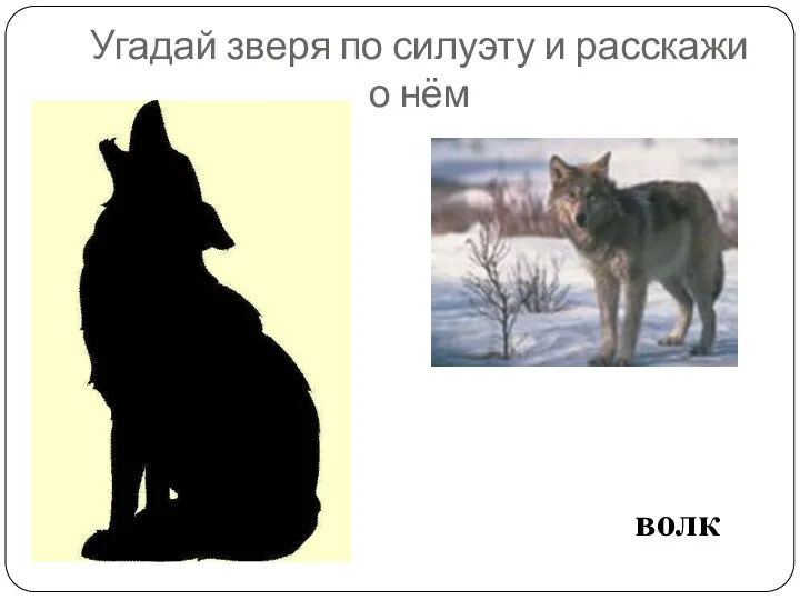 Угадай зверя по силуэту и расскажи о нём волк