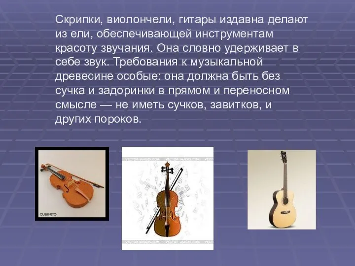 Скрипки, виолончели, гитары издавна делают из ели, обеспечивающей инструментам красоту