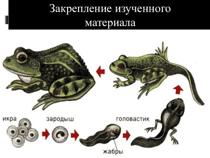 Закрепление изученного материала ( опишите жизненный цикл лягушки)