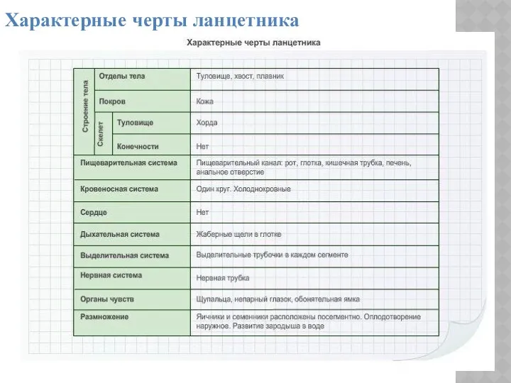 Характерные черты ланцетника