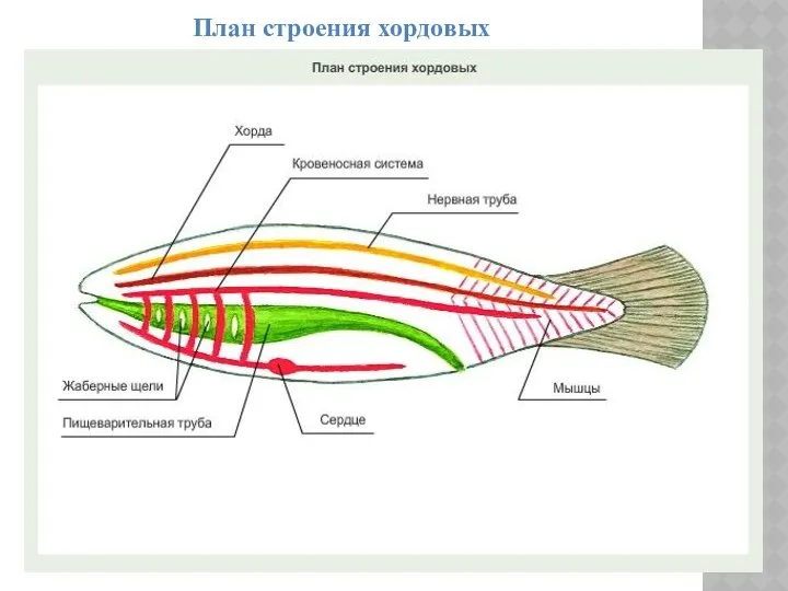 План строения хордовых