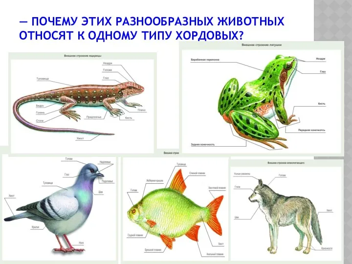 — Почему этих разнообразных животных относят к одному типу Хордовых?