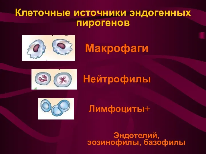 Клеточные источники эндогенных пирогенов Макрофаги Нейтрофилы Лимфоциты+ Эндотелий, эозинофилы, базофилы