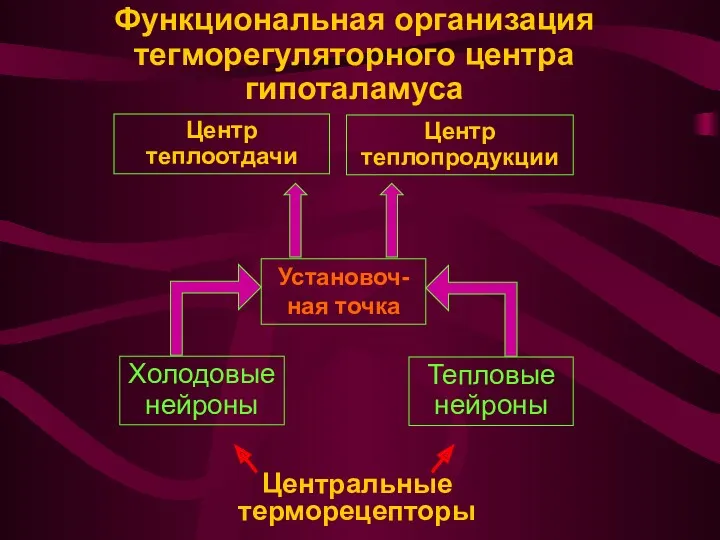 Функциональная организация тегморегуляторного центра гипоталамуса Центральные терморецепторы