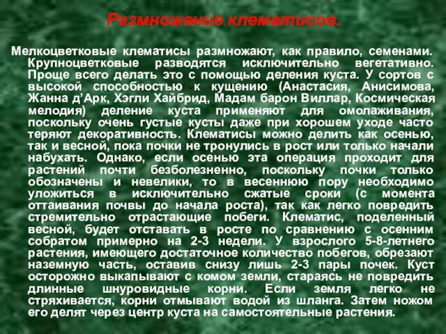 Размножение клематисов. Мелкоцветковые клематисы размножают, как правило, семенами. Крупноцветковые разводятся