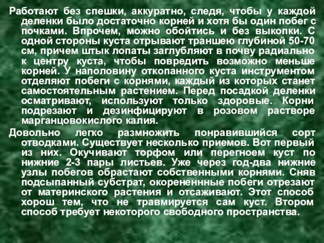 Работают без спешки, аккуратно, следя, чтобы у каждой деленки было