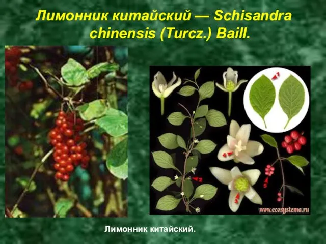 Лимонник китайский — Schisandra chinensis (Turcz.) Baill. Лимонник китайский.