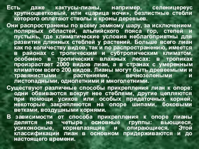 Есть даже кактусы-лианы, например, селеницереус крупноцветковый, или «царица ночи», безлистные