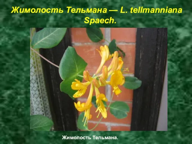 Жимолость Тельмана — L. tellmanniana Spaech. Жимолость Тельмана.