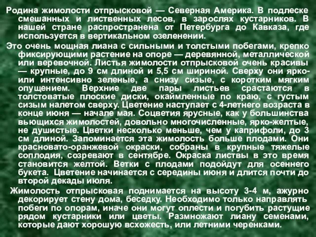 Родина жимолости отпрысковой — Северная Америка. В подлеске смешанных и