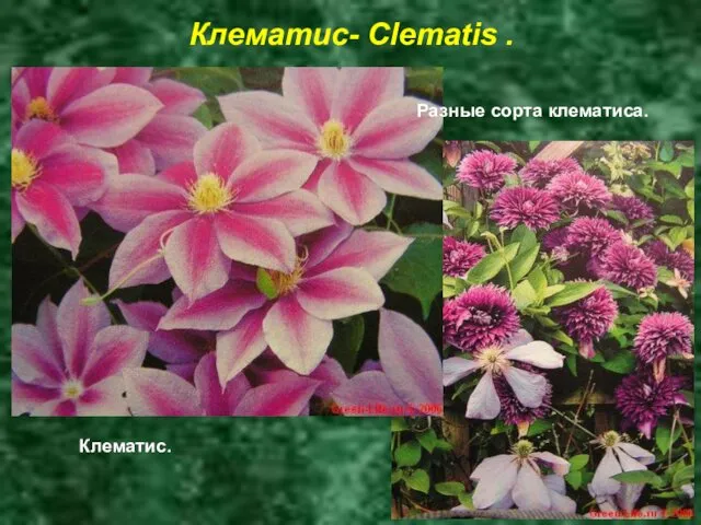 Клематис- Clematis . Клематис. Разные сорта клематиса.