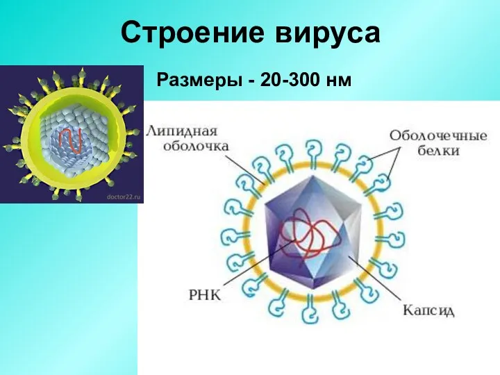 Строение вируса Размеры - 20-300 нм